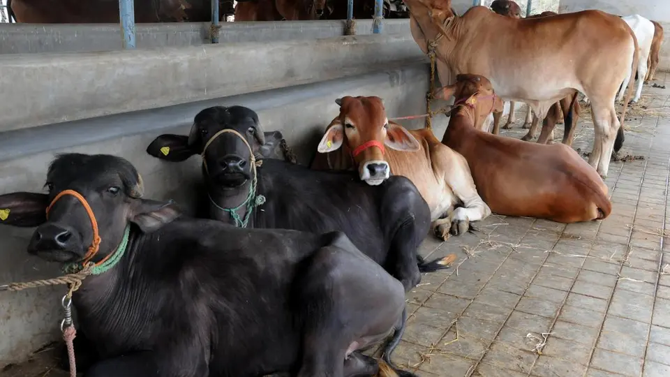 Trio gets life sentence for cow slaughter in Gujarat, court cites Manusmriti on cow’s significance