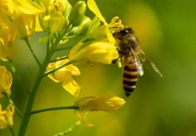 Honeybee attack during Jawara Visarjan ritual in MP village leaves over 20 injured