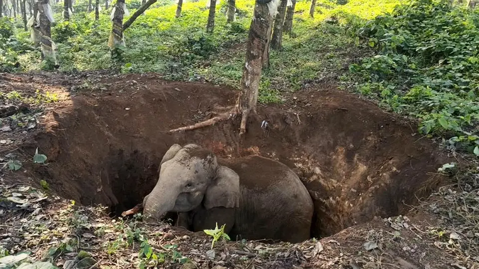 Elephant calf falls into abandoned well in Keralam’s Palappilly; rescued after hours of effort