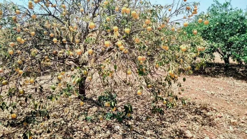 Bitter times for Rayalaseema’s sweet lime farmers
