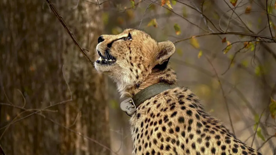 Two held over death of cheetah; firearm as yet untraced