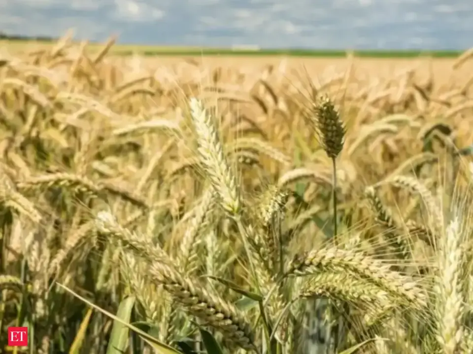 Wheat sowing lags at 11 , 000 hectare so far amid deficient monsoon ; rabi acreage down