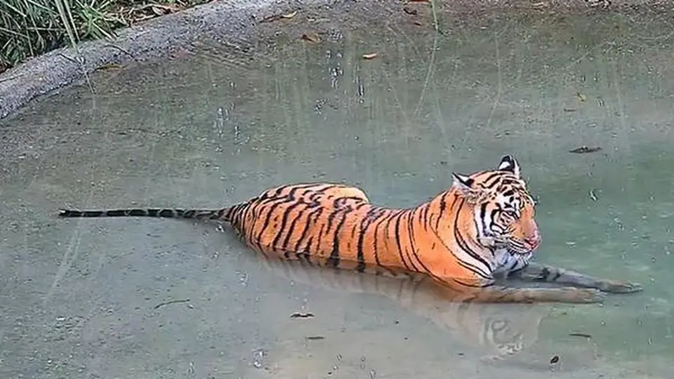 West Bengal steps up efforts to bring back tigress that strayed into Assam