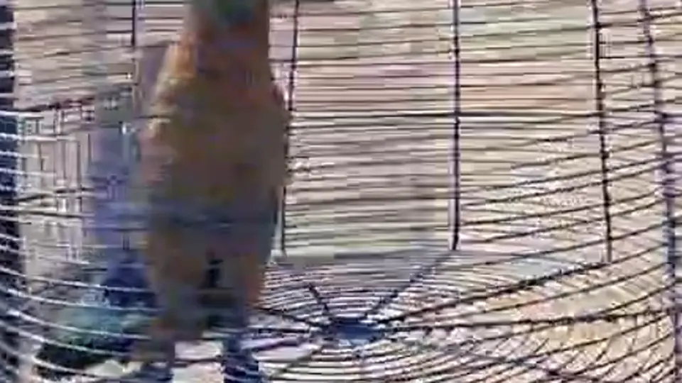 Four Indian Rollers, Telangana’s State bird, rescued during Dasara celebrations in Hyderabad
