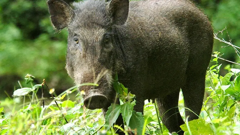 Farmer injured by gun trap allegedly set for wild boars in Kasaragod