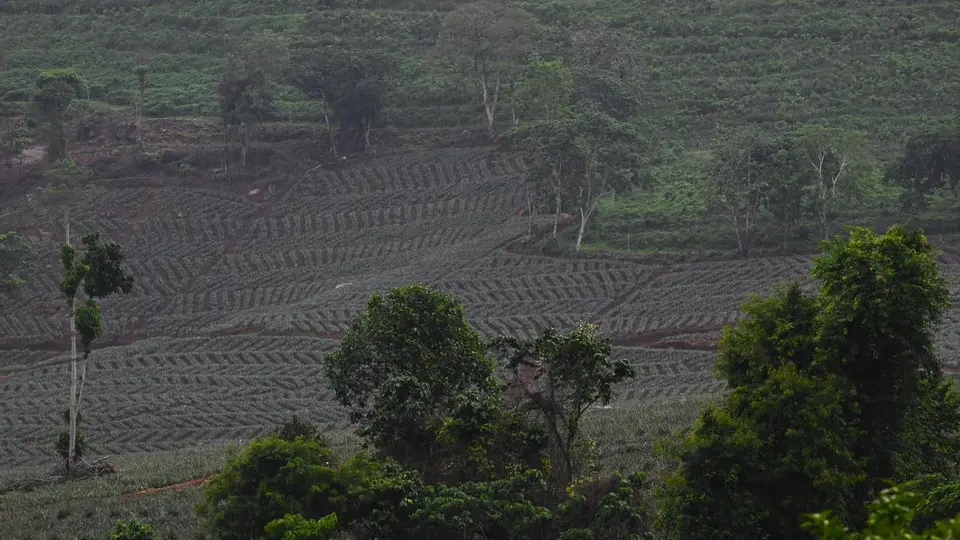 Leased forest land at Athirappilly in Keralam to be surveyed amid disputes over blocking elephant corridor
