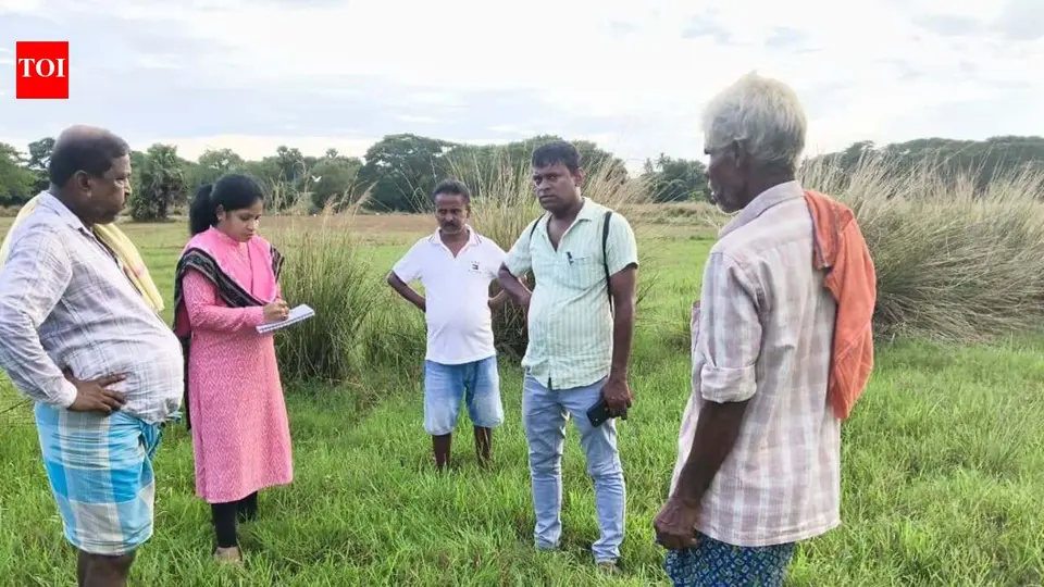 Black gram crops affected by swarming caterpillar pests