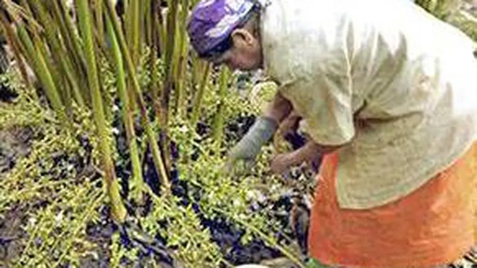 Heavy pesticide use puts Keralam’s cardamom ecosystem under pressure